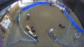 Big Sky Ranch Sorting Saddle Series #4 - #7 SORT - Round #1 - Ride #27
