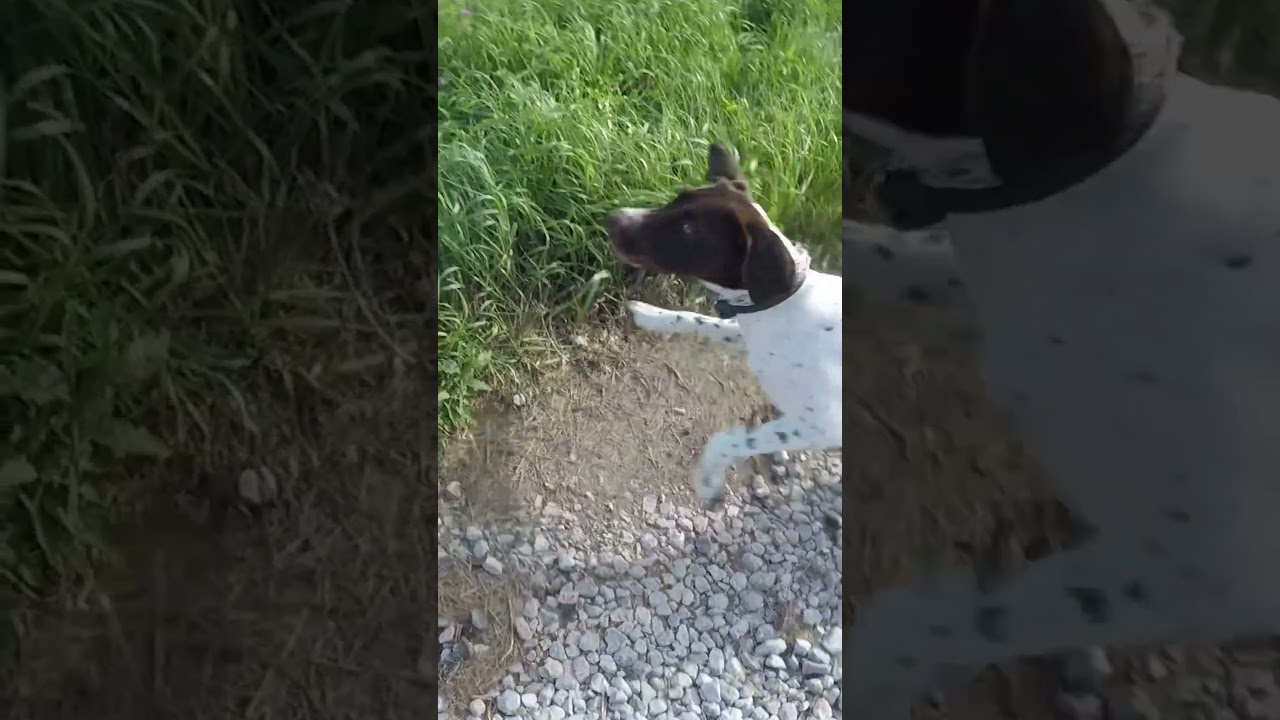 My hunting dog is a not super agile 😂 