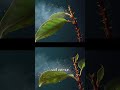 ¿Sabías que las plantas reaccionan cuando las tocan? 🌱😱#curiosidades #datoscurisos #plants