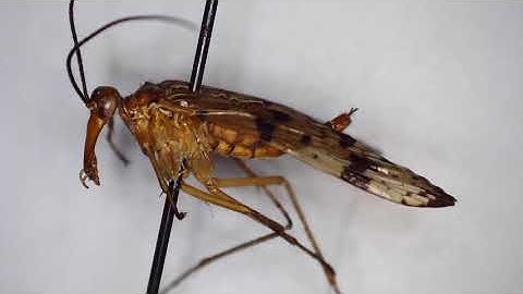 Basics Insect Anatomy: Head, Thorax, and Abdomen