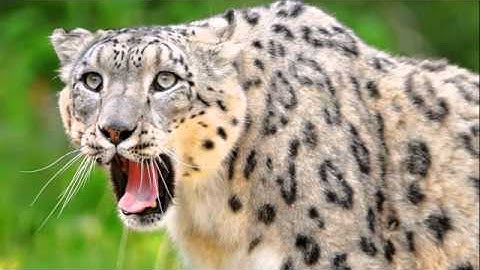 سورة الملك بصوت الشيخ مشاري العفاسي رائع