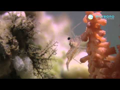Video: 5 Hårdføre Koraller Til Din Første Revetank