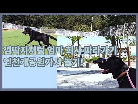 엄마 직장체험 겸 인천개공원 놀러가기!