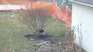 Beagle- Lily the digging Beagle