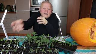 видео: Томаты по Геннадию Распопову с АКЧ и сывороткой, но без бормотухи по Ивану. картинка: Томаты по Геннадию Распопову с АКЧ и сывороткой, но без бормотухи по Ивану.