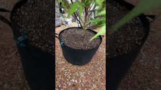 Pink Nerdz Outdoor Cannabis Grow