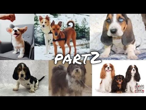 فيديو: أفضل 10 الكلاب الصغيرة للأطفال