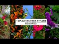 13  plantas para atraer COLIBRÍES al Jardín | Jardín Diaz