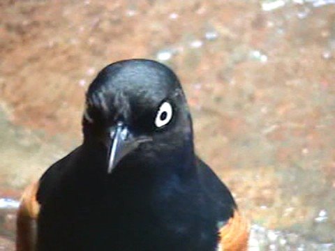 Superb Starling (Lamprotornis superbus) birds eating worms at Jurong