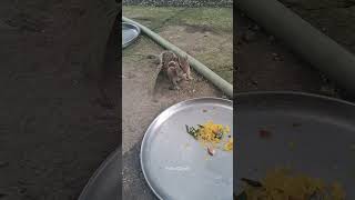 Cute Squirrel's Enjoying Both Type Peanut🐿 #nature #beauty #cute #squirrels