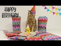Nala cats 3rd birthday 🎂❤️