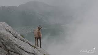 Abruzzo magia tra nuvole e nebbia #abruzzo #chamois #wildlife #emozioni