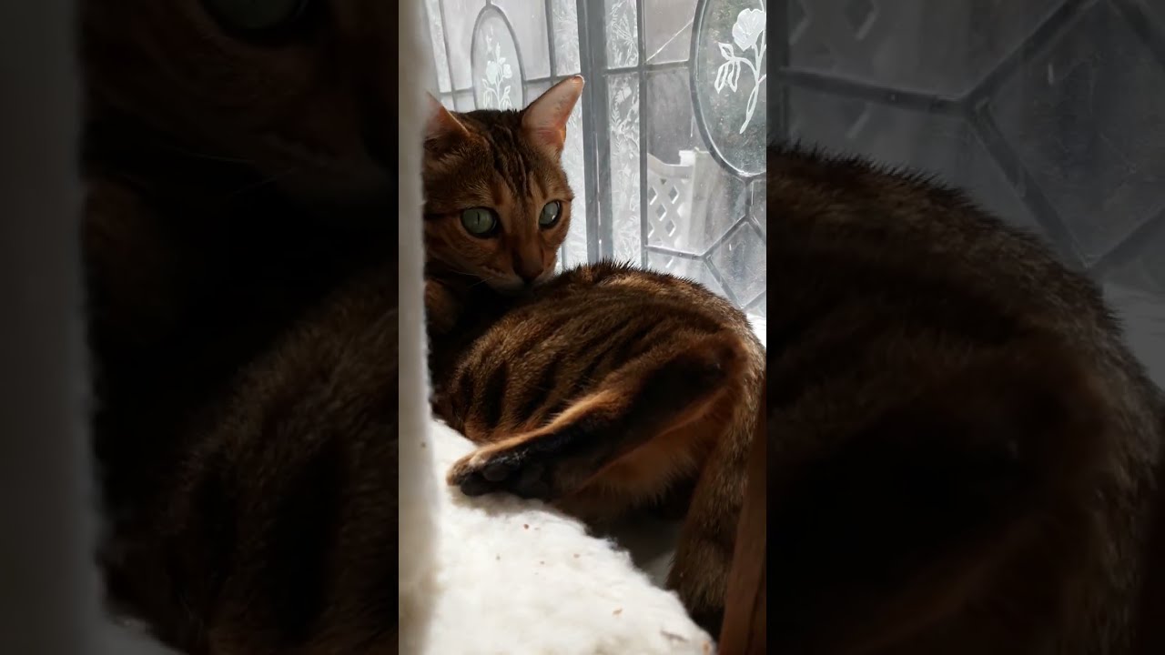 bengal cat brings daily AMUSEMENTS