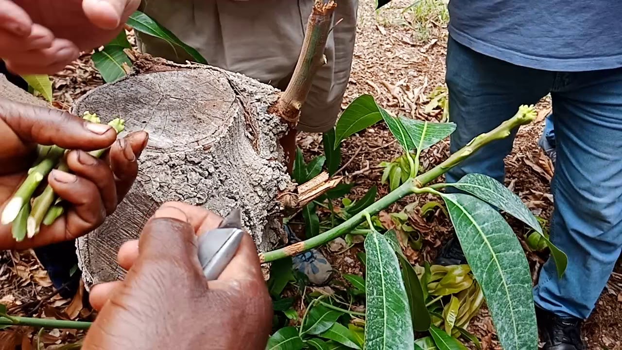 قرط و تطعيم المانجو