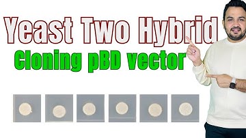Yeast two hybrid Y2H assay | Cloning of pGBKT7 vector