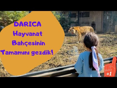 Darıca Hayvanat Bahçesi, En Kapsamlı Video,İstanbuldan Darıcaya Nasıl Gittik, 4k kalitesi,part1