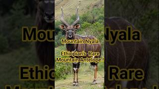 Mountain Nyala – Ethiopia’s Rare Mountain Antelope! 🦌 #zooquick #venomouscreatures #animals