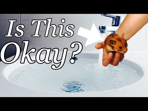 Video: Kaip Plauti žiurkėnus