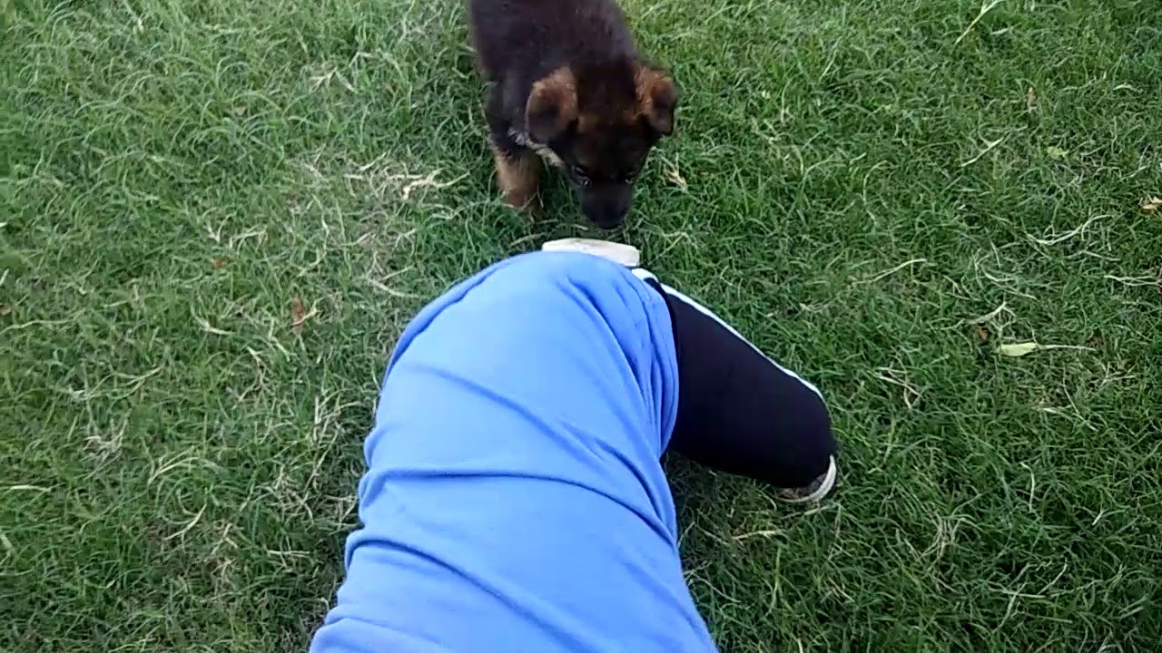 German shepherd puppies playing with little baby - There is nothing greater then dog n baby