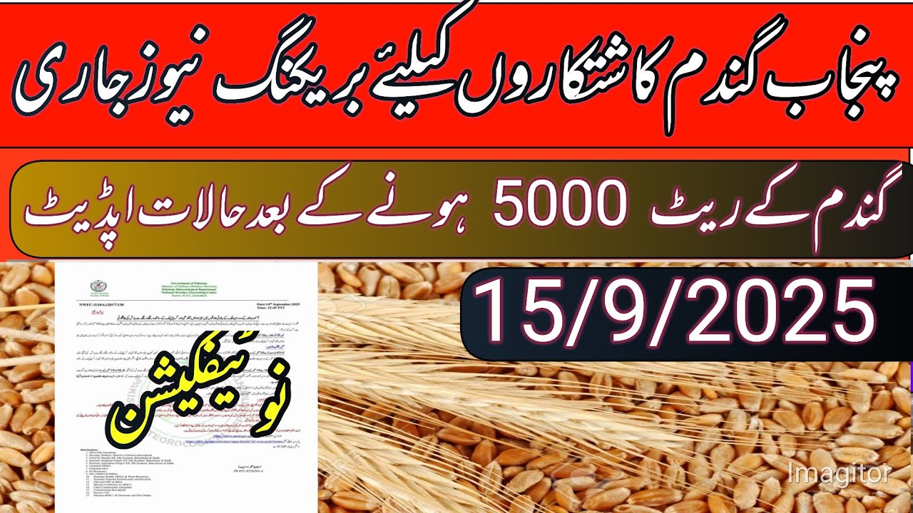 Wheat support price in Punjab pakistan 2025/gundam price in Punjab/local farmers 