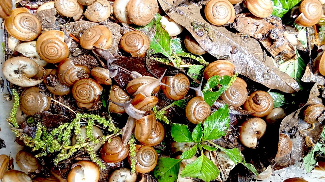 🐌 Snail eat papaya with other red vegetable at night 🐌