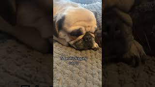 Sie Ist So Süß Üßestier Üßerhund ...