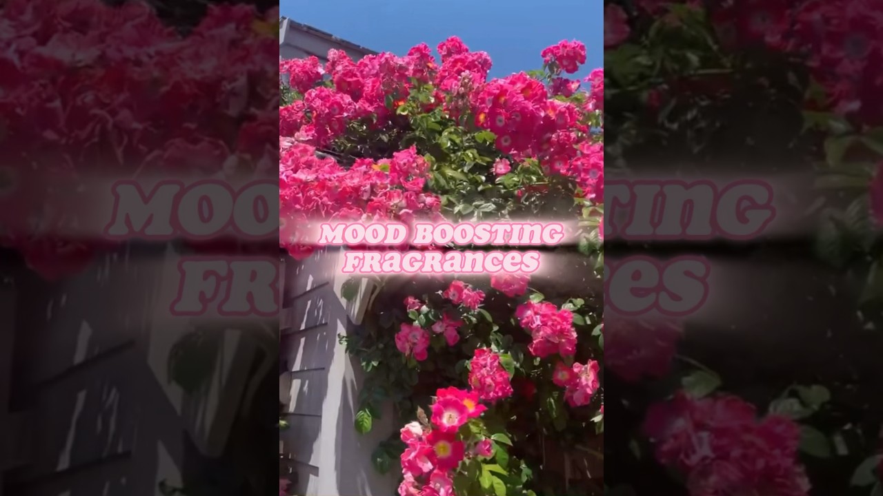 Mood boosting fragrances I love to wear that cheer me up 