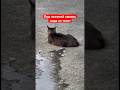 Под лежачий камень вода не течет, народная мудрость и юмор