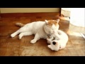しっぽで遊ばせるしろ　Cat playing with tail