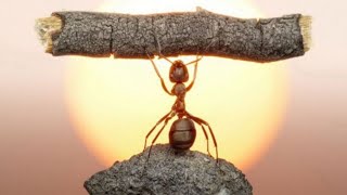 Karıncanın Gücü Adına..