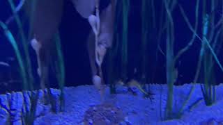 Columbus Zoo and Aquarium Austria and the Islands Sea Dragons Clip (2025) (PLEASE READ DESCRIPTION…)