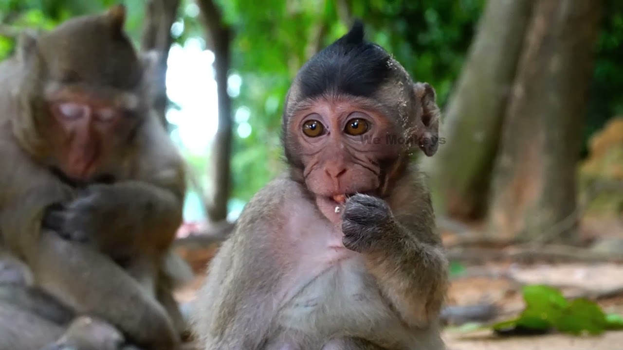 Baby Monkey Bobby A Week-Full Video Compilation