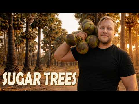 Thailand's Sugar Trees / Escape From Bangkok To Phetchaburi / Motorbike Tour 2026