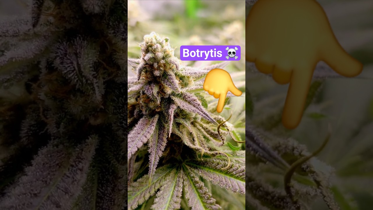 Schimmel / Botrytis !? - zweiter Headbud ist betroffen!