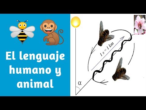 LENGUAJE HUMANO y ANIMAL🐒🐝 Curso de lingüística general #3