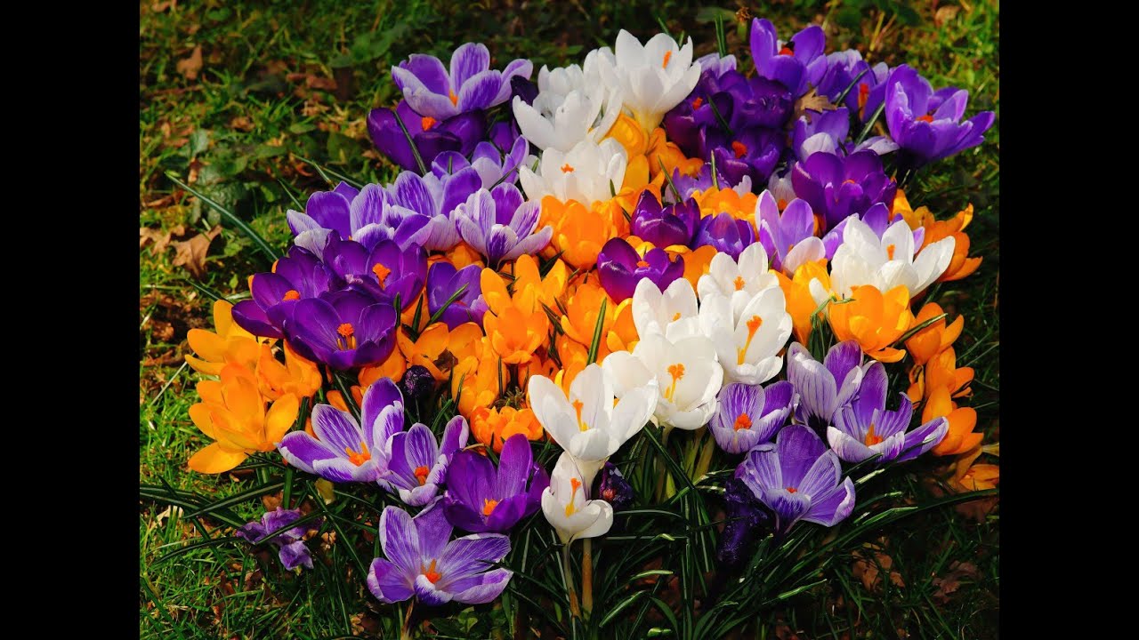 Çiğdem Çiçeği  Bitkisi