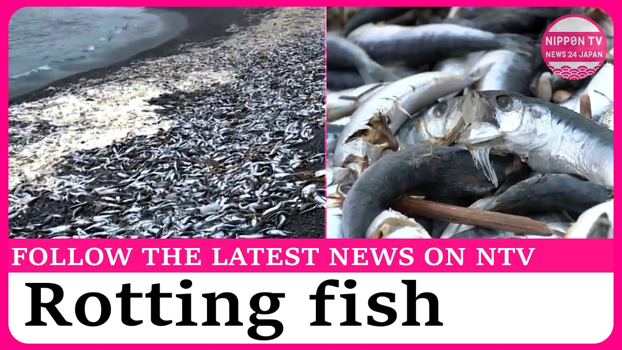 Sardines wash ashore on beach in Hokkaido