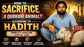How to Sacrifice a Qurbani Animal?📖 Complete Method According to Hadith