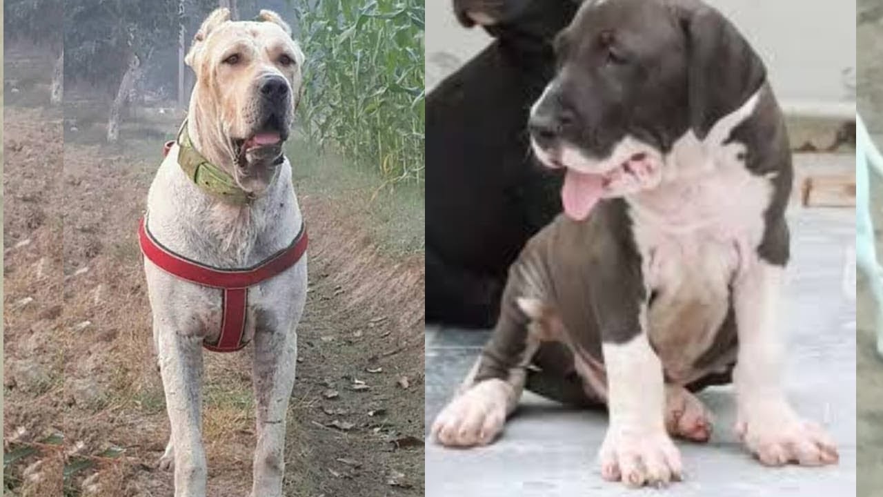 Bully Kutta Puppies For Sale In Low Price YouTube