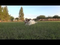 Jesse the Jack Russell Tricks/Behaviors