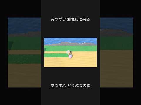 【あつ森】みすずが邪魔しに来る