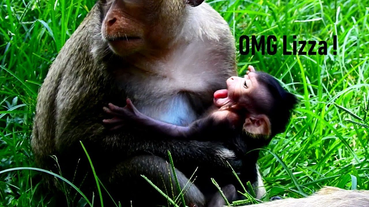 foundry Lizza Deny Milk From CoCo/ Why Co Catching Lizza For Giving Milk To Her Again