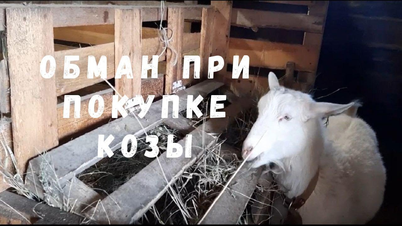 Коза Купить На Куфаре Могилев
