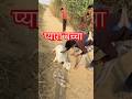 इस बच्चे की बचायी जान गला कटने से 🥰🙏🏻#feed#youtube #viral #trending