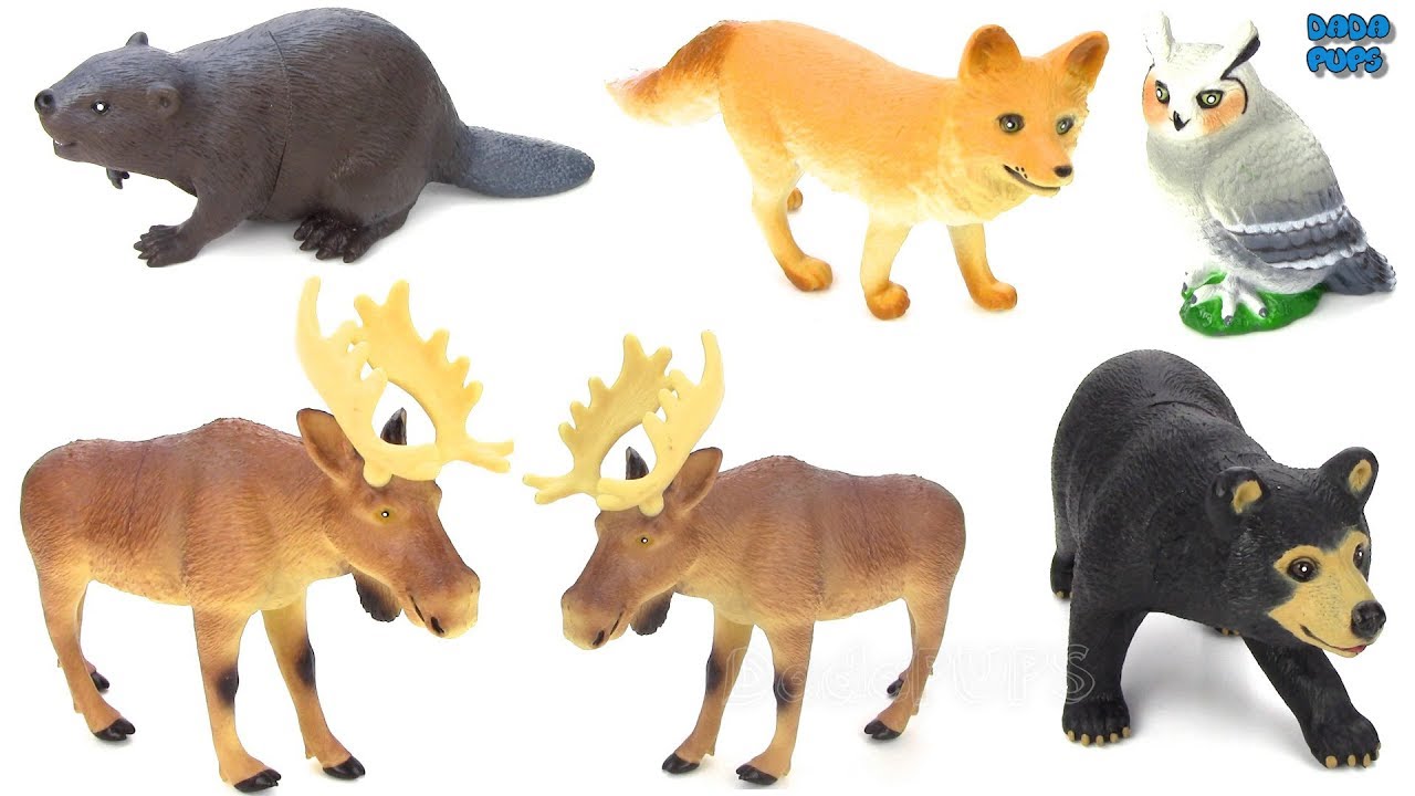Learning Forest Animals Forest Animals Names And Sounds For Kids Learning Forest Animals Forest Animals Names And Sounds For Kids