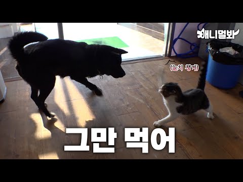 힘들게 취뽀한 방울이, 밥 그릇 뺏는 깡ㅍ..아니 남천이ㅣNamcheon stealing Bangwool’s <strong>position</strong>?!