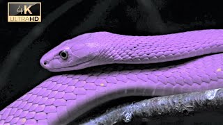 Snakes 4k Video ultra hd | 4k Video  Ultra hd screenshot 3