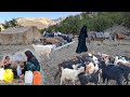 Nomadic life Iran: Bringing water from a spring with a donkey 🫏 for thirsty sheep 🐑
