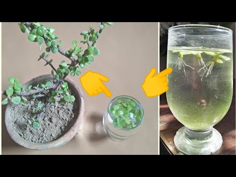 Grow Jade Plant ! 3 Simple Methods: By Leaf In Water:By Stem In Water : By Leaf In Soil