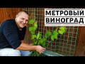 Подвязка винограда на даче, убираем часть огорода